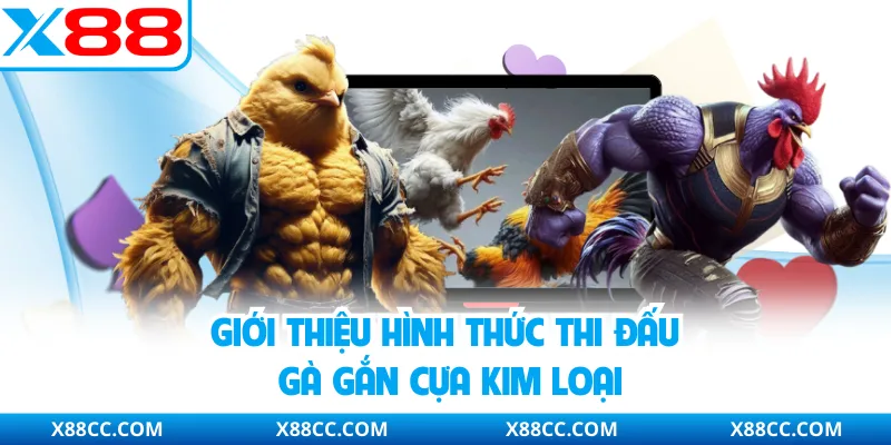 Đá Gà Cựa Sắt - Hình Thức Cá Cược Trực Tuyến Được Quan Tâm 2 Giới thiệu hình thức thi đấu gà gắn cựa kim loại